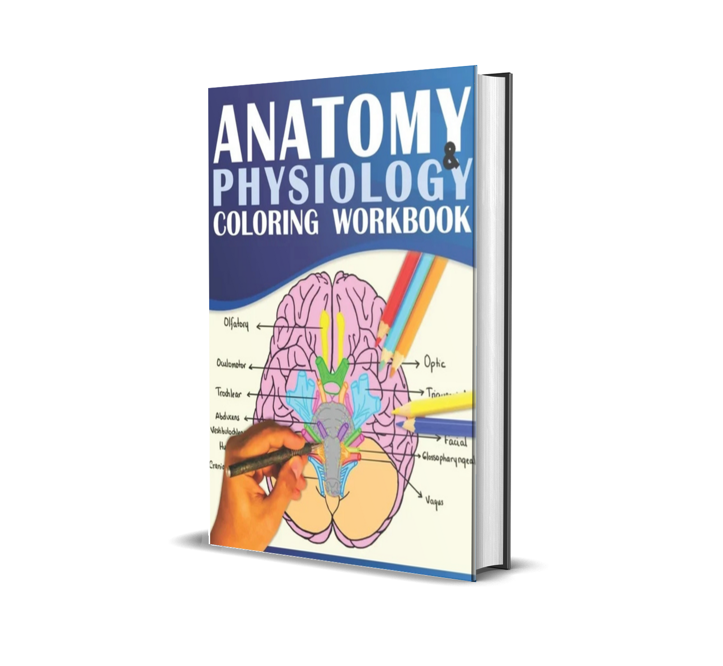 Anatomy & Physiology Coloring Workbook: A Visual Guide to Learning the Human Body